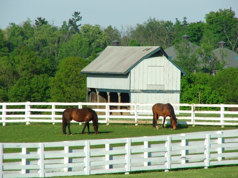 Livestock Fence Painting